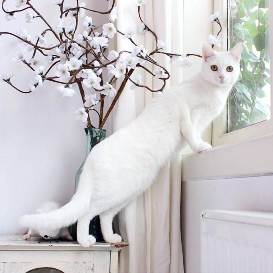 Грациозная белая кошка