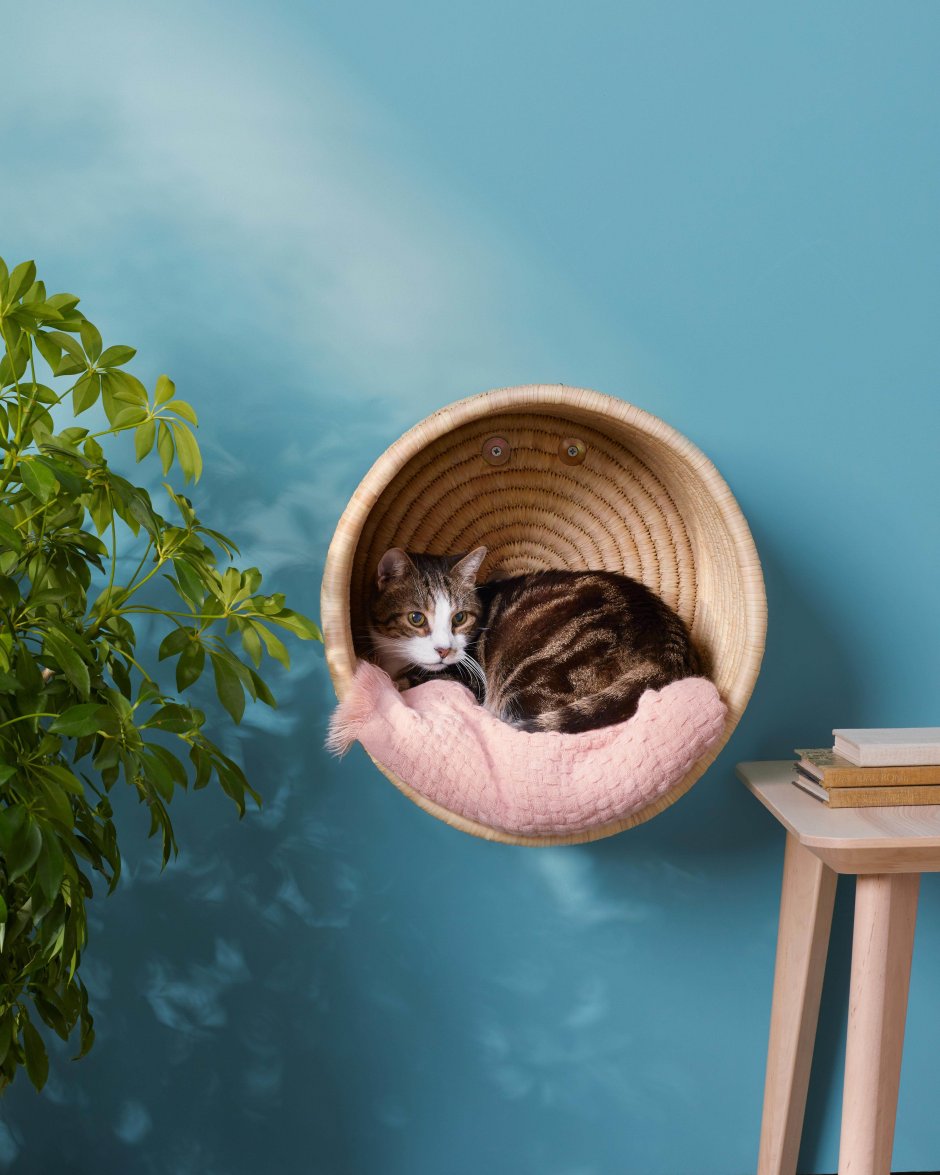 Кошка дома