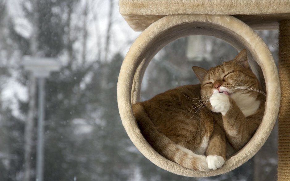 Кот Весна