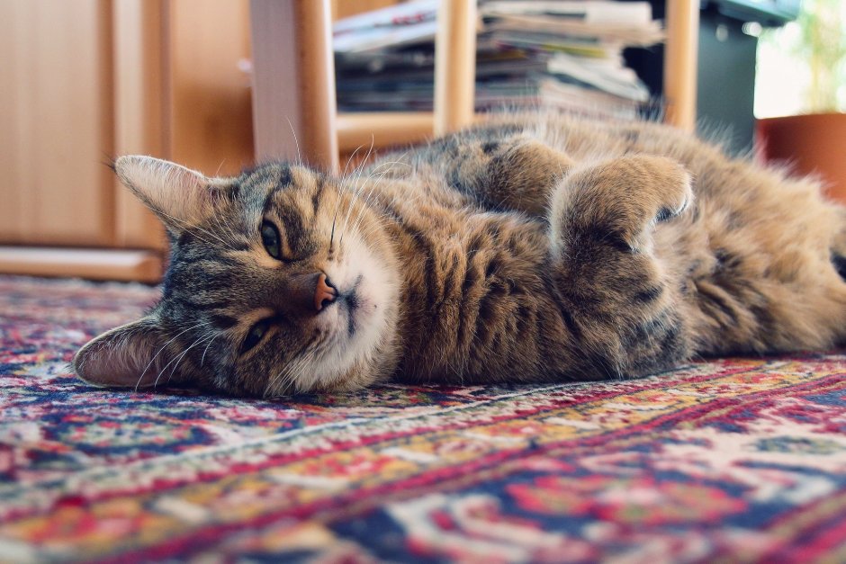 Кошка домашняя