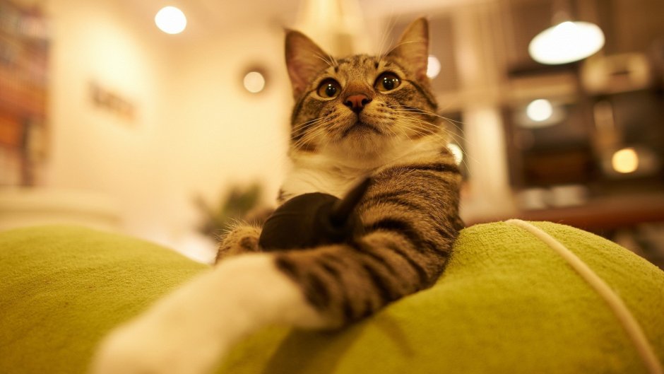Кошка домашняя