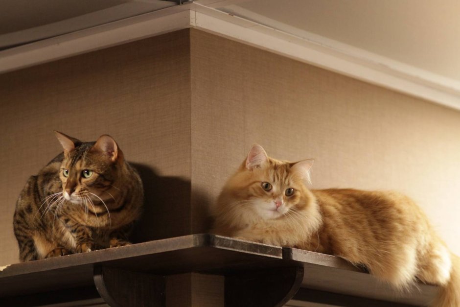 Коты в доме