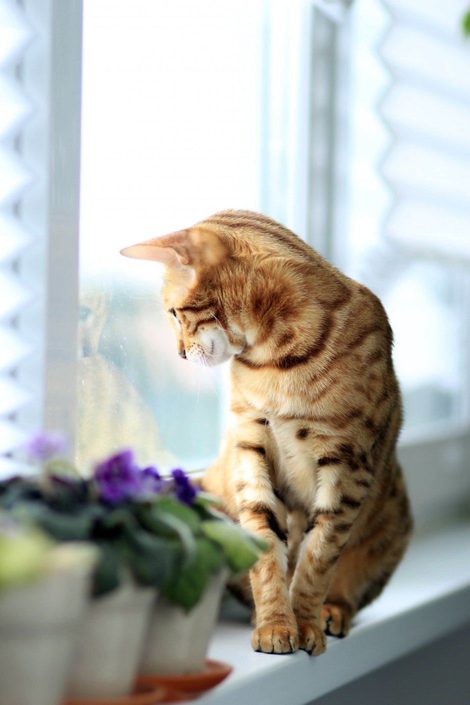Котик на подоконнике
