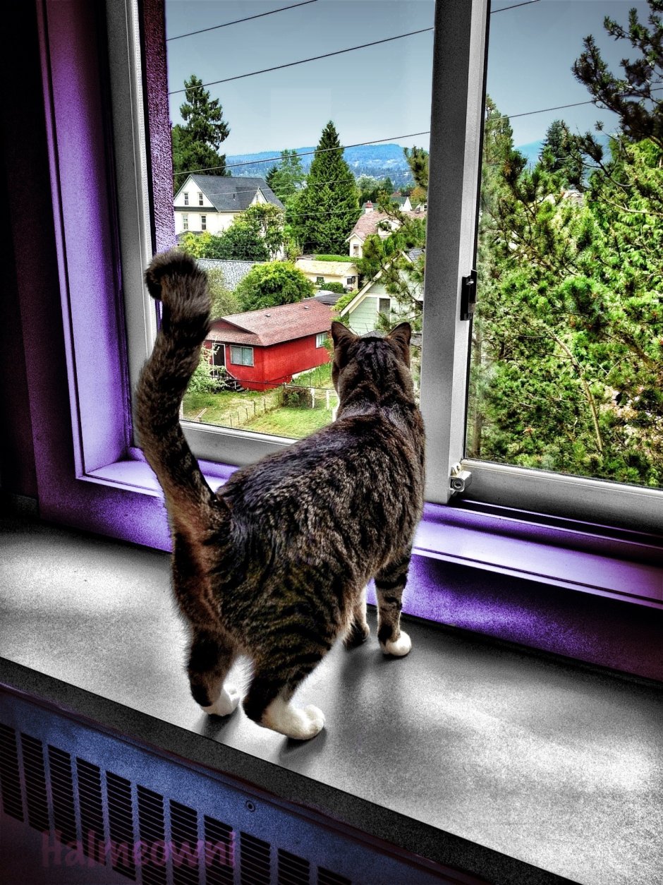 Кошка на окне