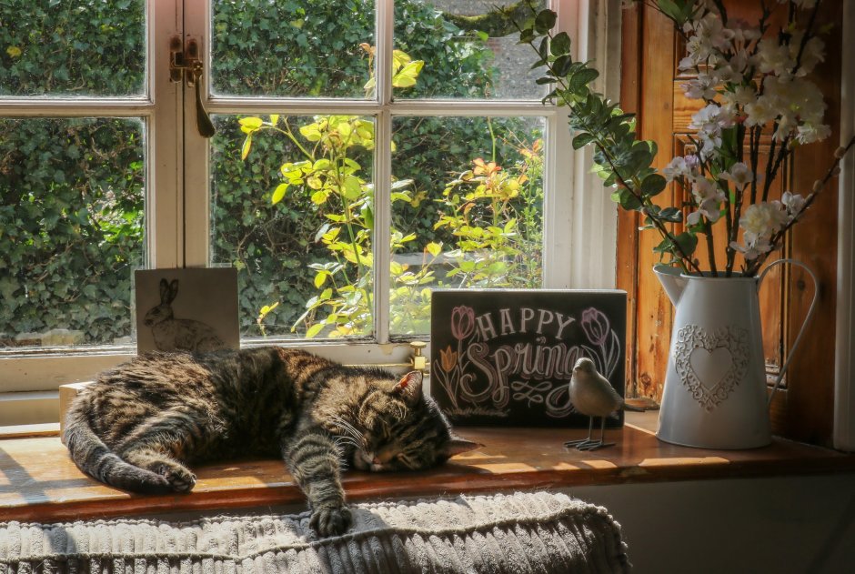 Кот на окне