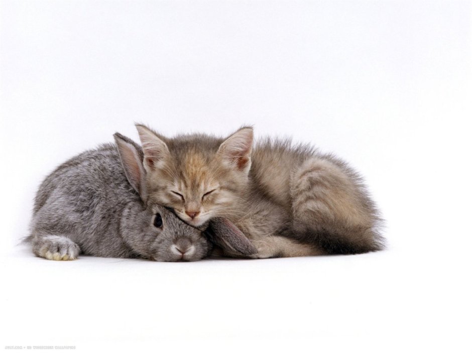 Котенок и Зайчонок