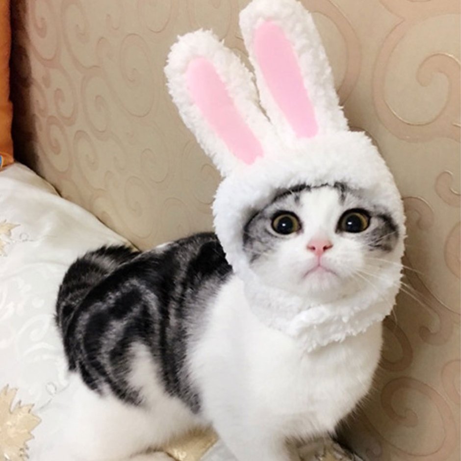 Кошка с заячьими ушами