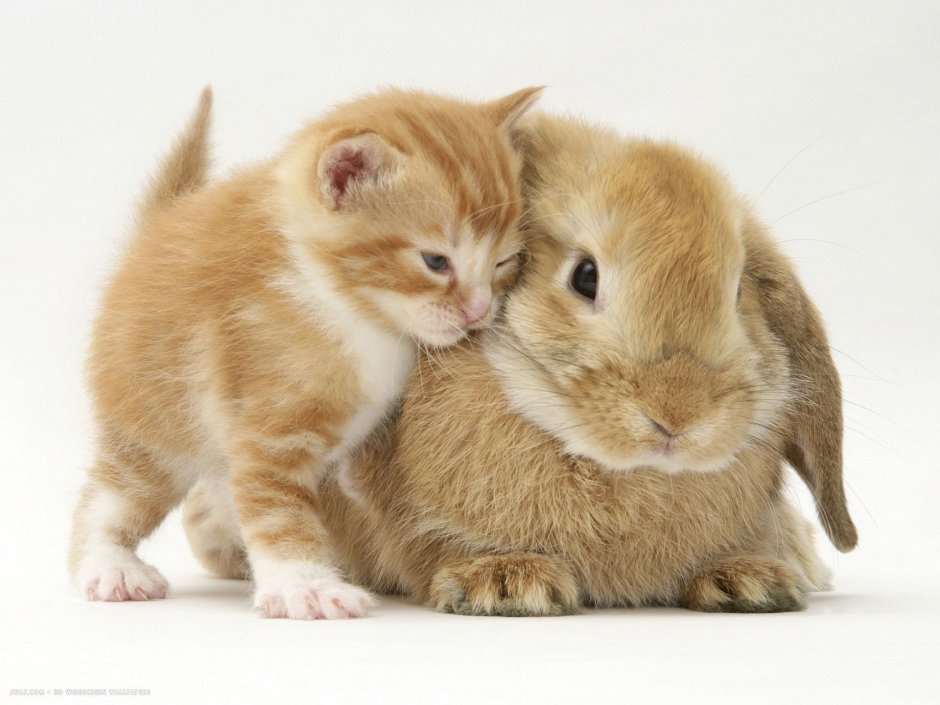 Кролик и кошка