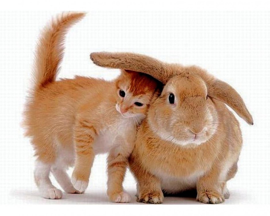 Зайчик и кошка