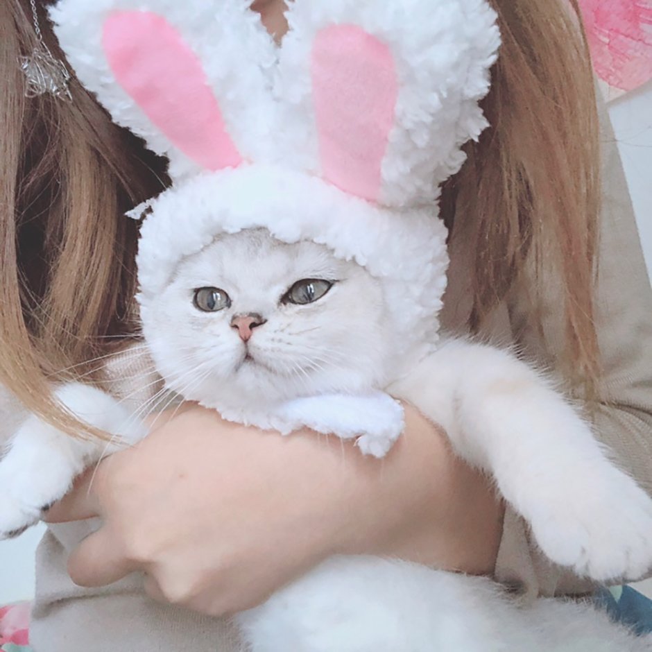 Кот с заячьими ушами