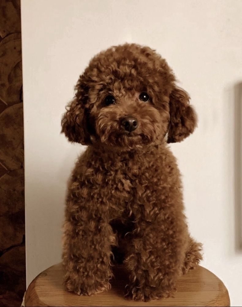 Мальтипу ред Браун