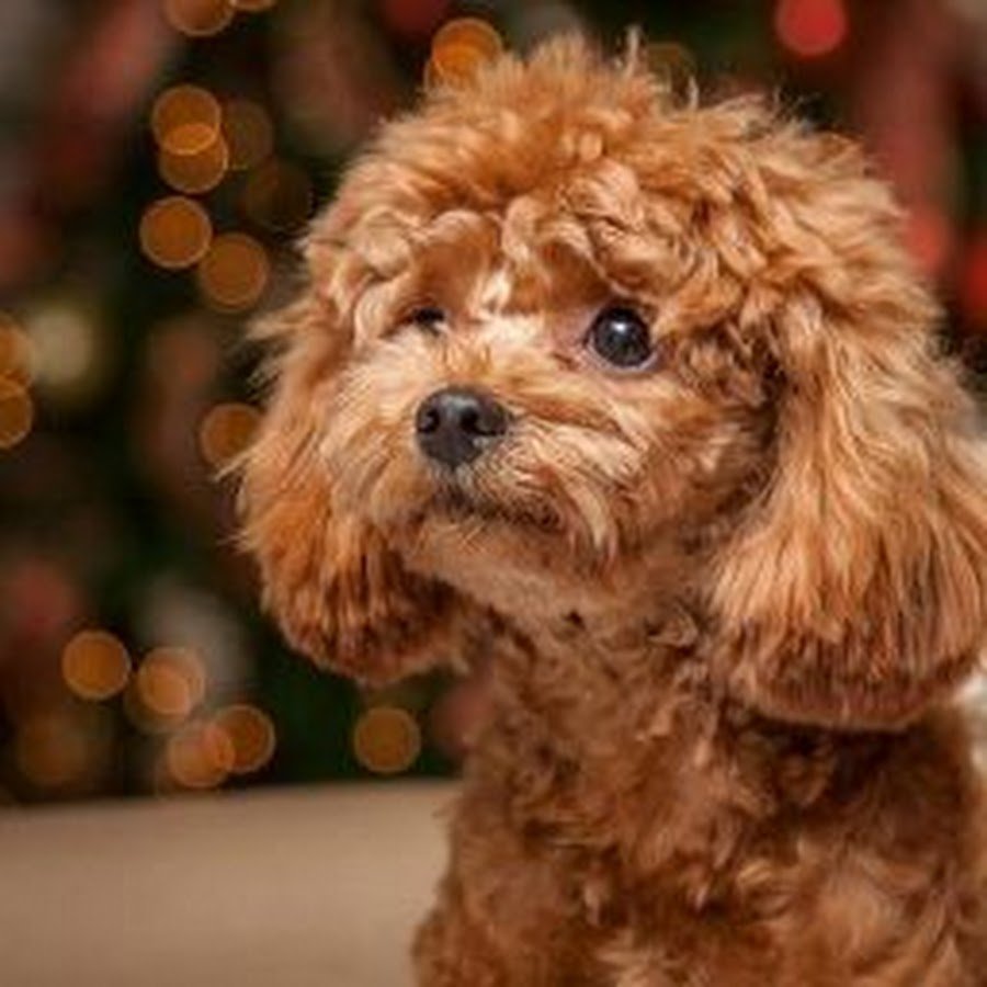 Той пудель ред Браун