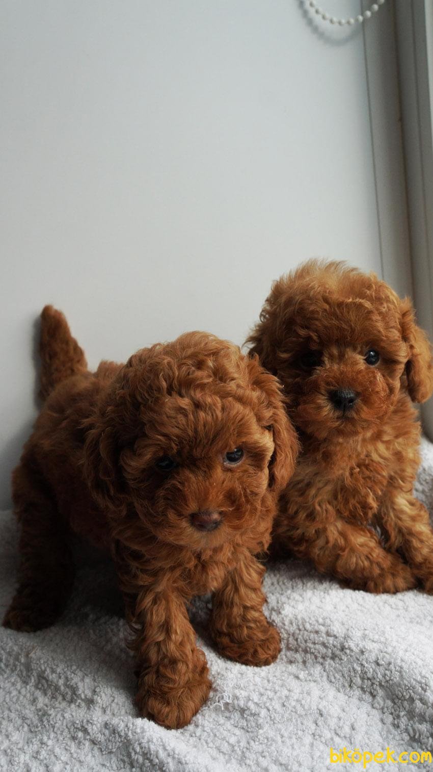 Собака мальтипу Браун