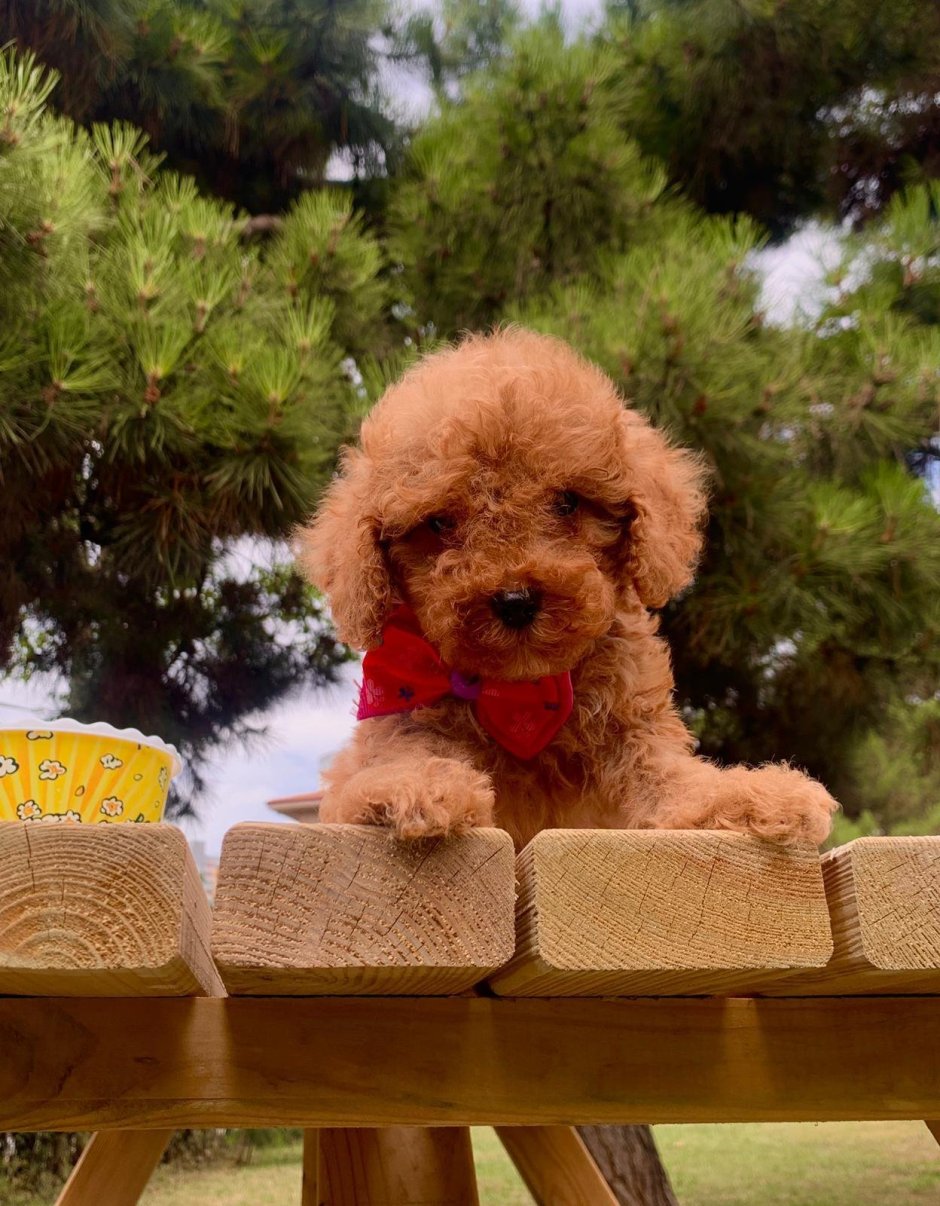 Мальтипу ред Браун взрослый