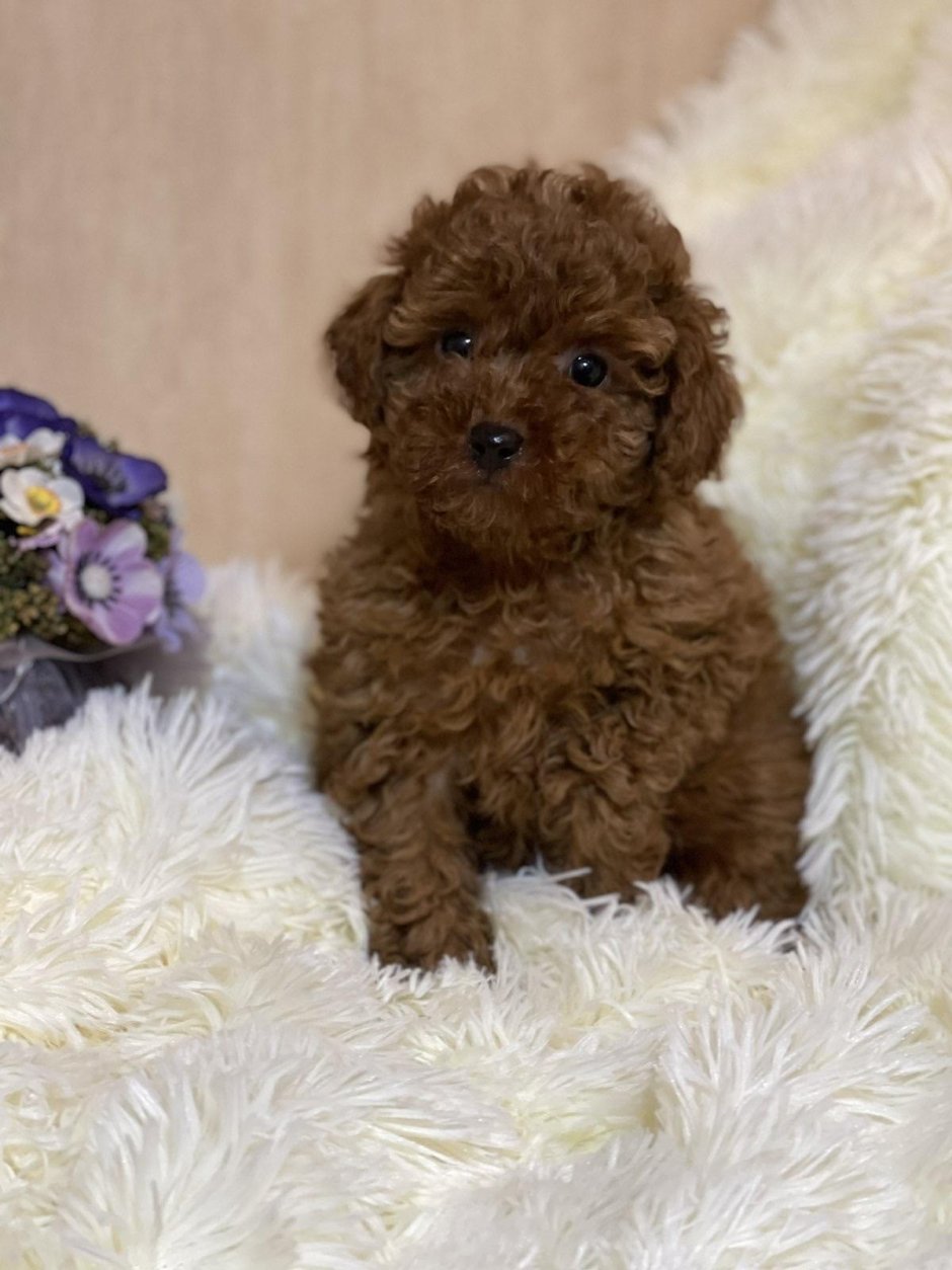 Той пудель щенок