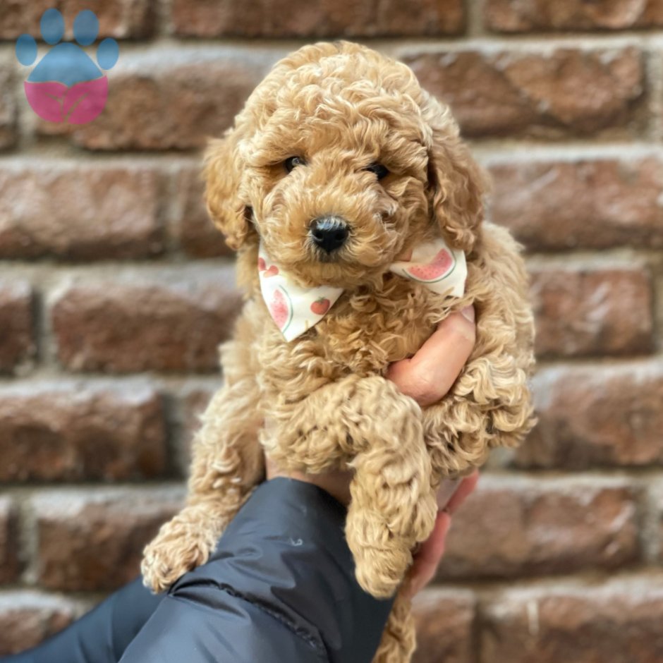 Мальтипу ред Браун