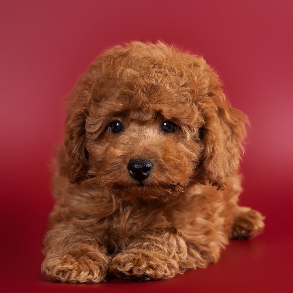 Мультипип собака порода