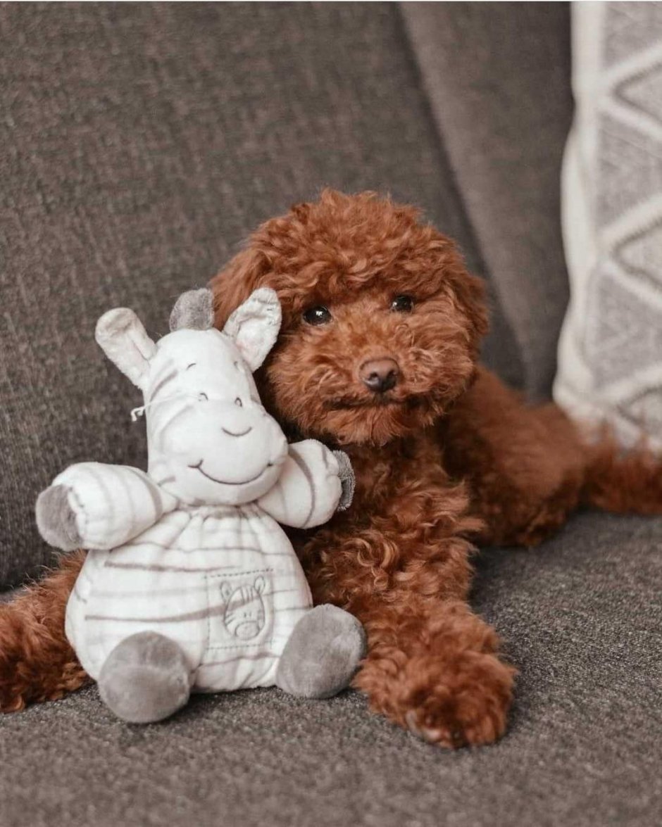 Собака мальтипу Браун