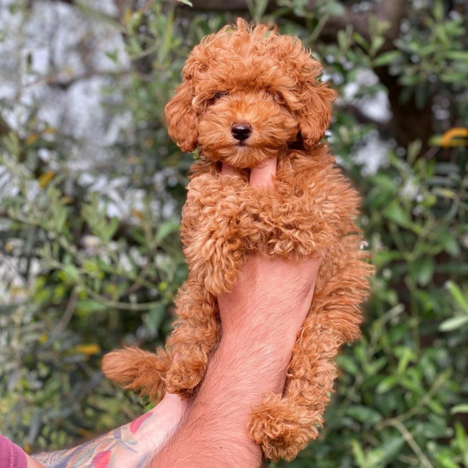 Мальтипу рыжий