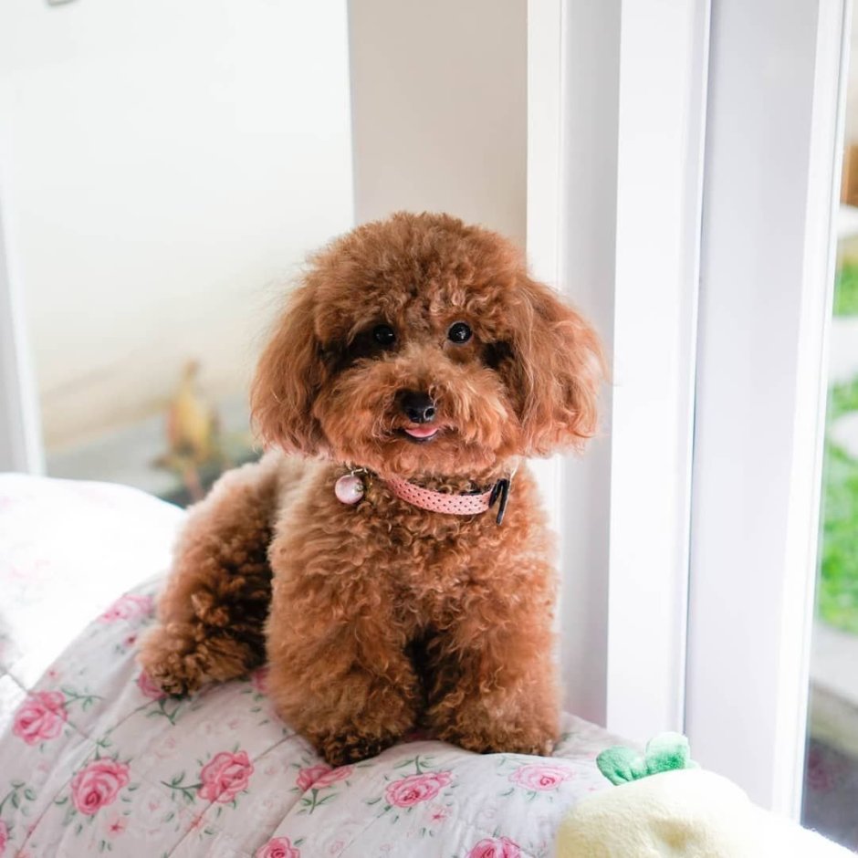 Пудель тик кап бутик