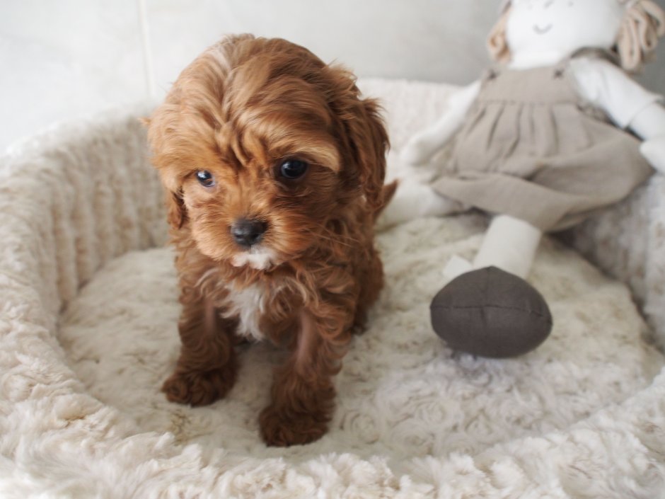 Пудель окрас ред Браун