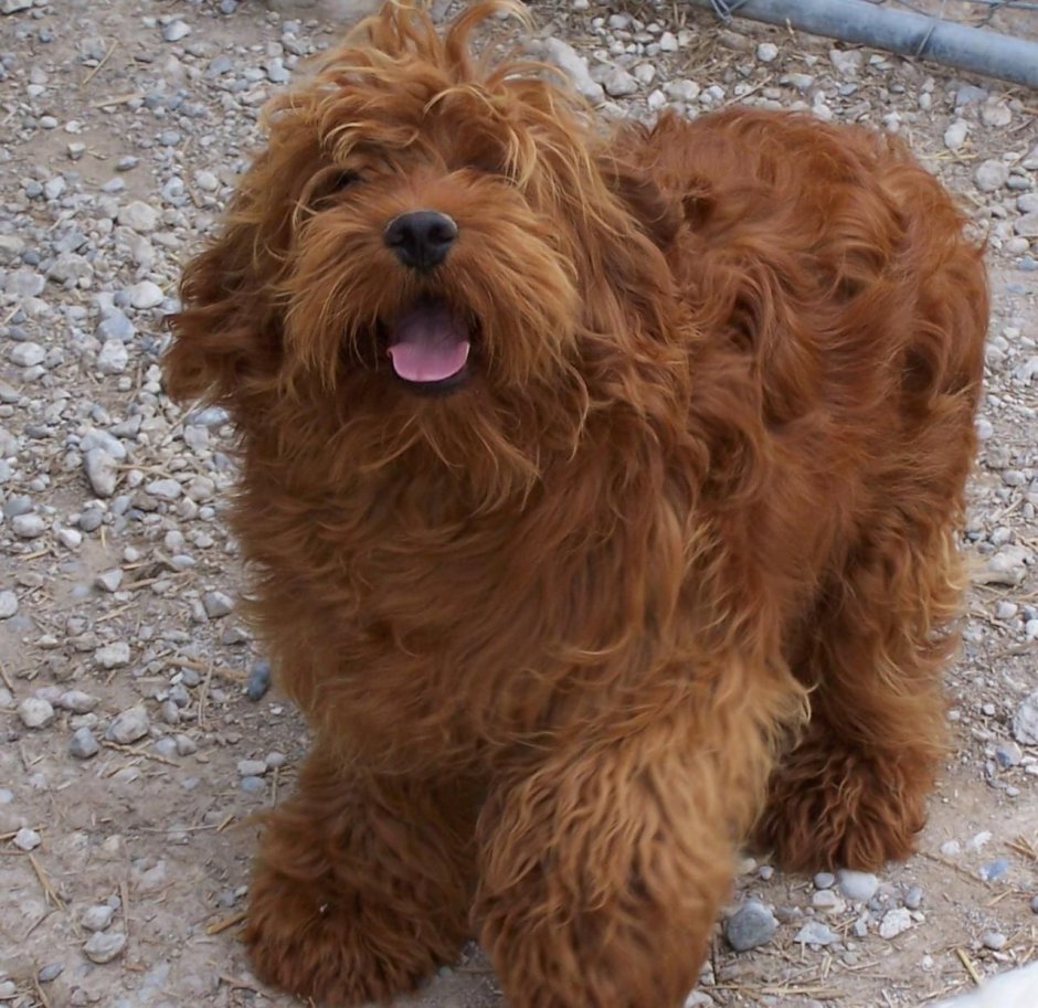 Пудель кудрявый