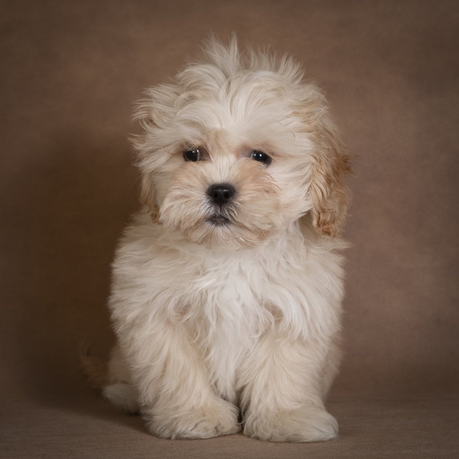 Тедди пудель мальтипу