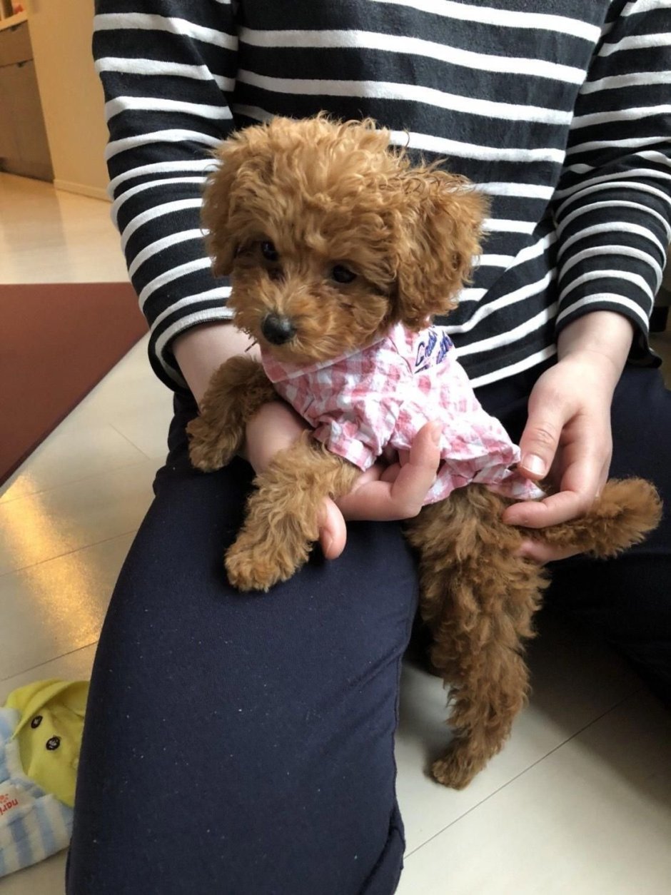 Карликовый пудель ред