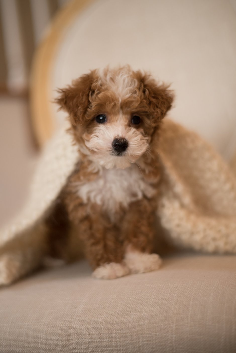 Карликовый пудель мальтипу