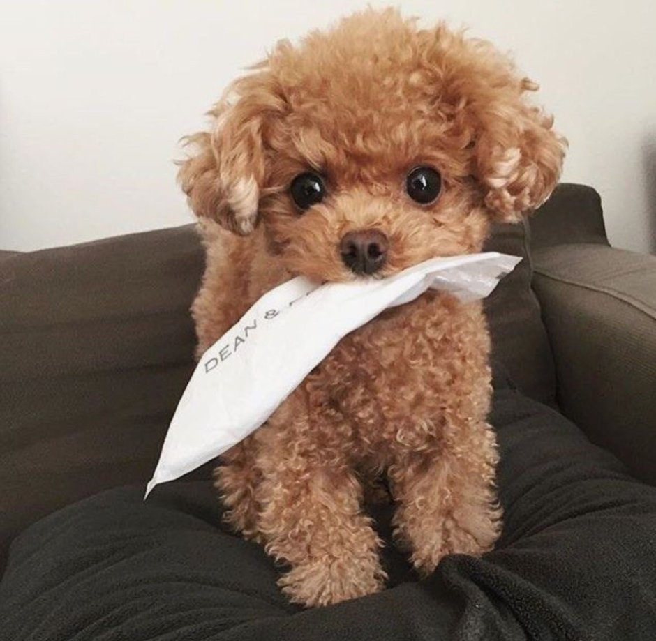 Королевский пудель Рэд Браун