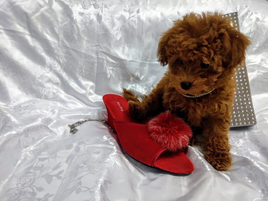 Карликовый пудель мальтипу