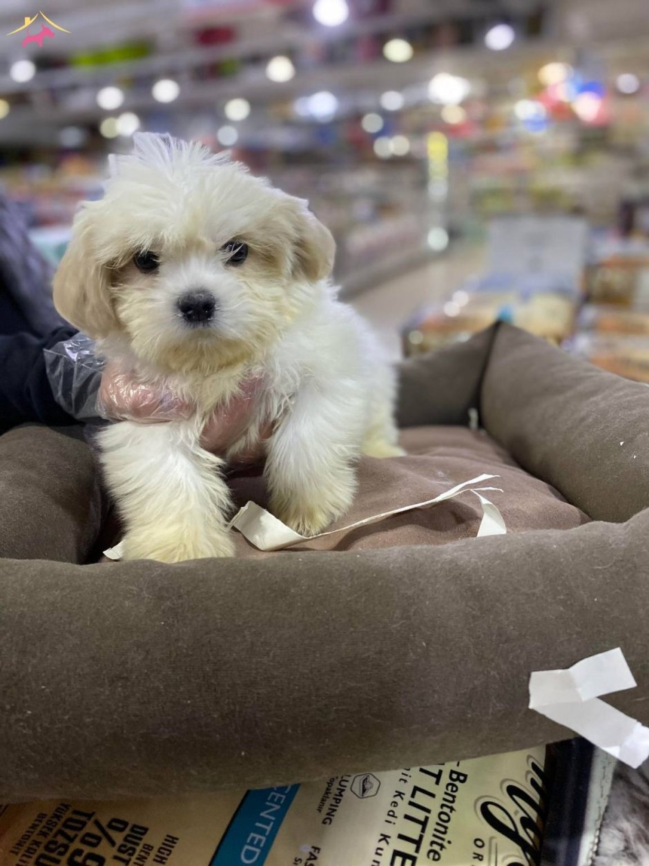 Мальтипу ред Браун