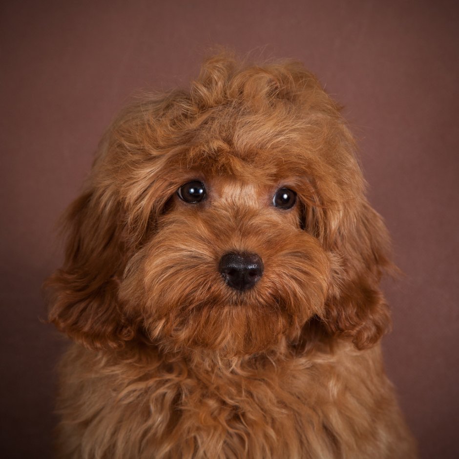 Кавапу и мальтипу