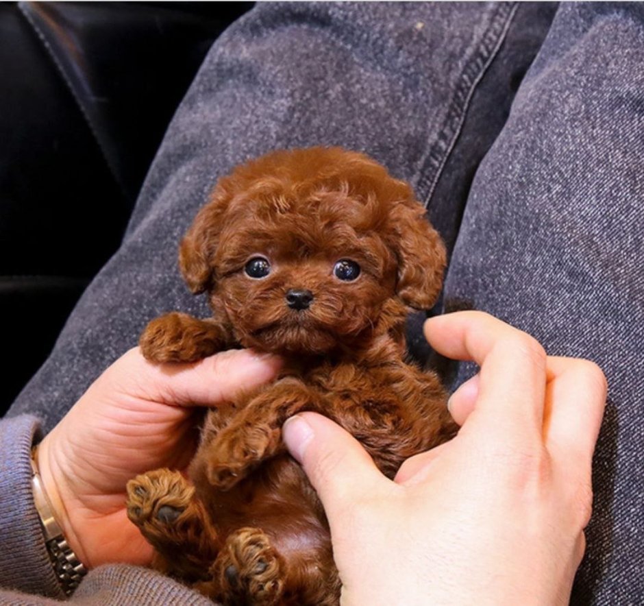 Пятнистый Maltipoo