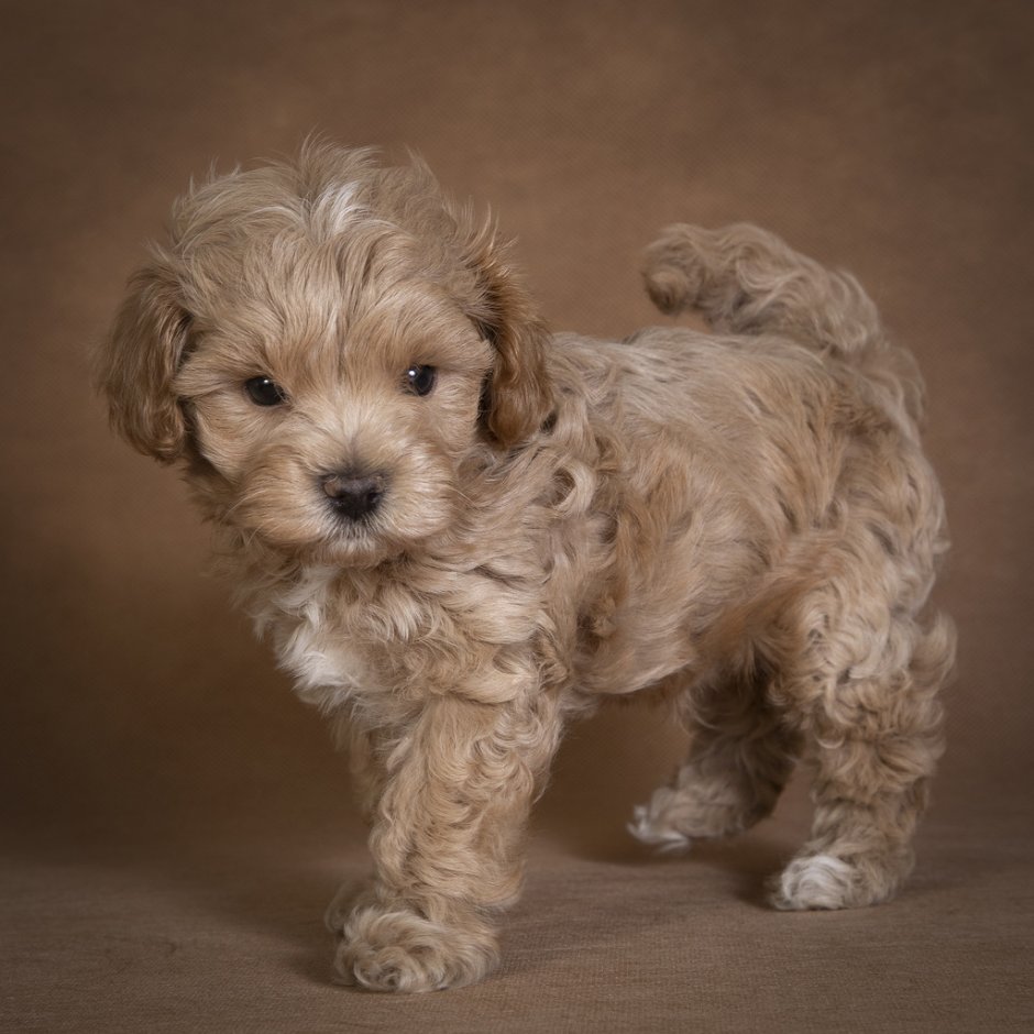 Красный Тикап пудель