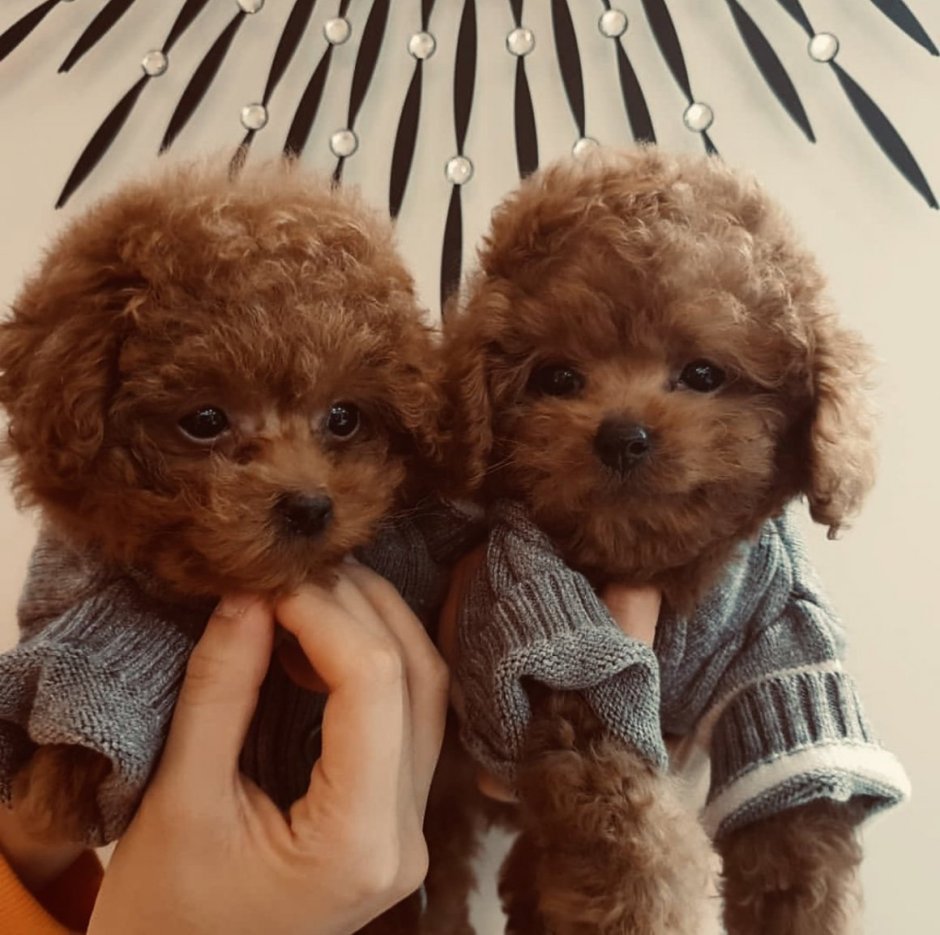 Мальтипу ред браун