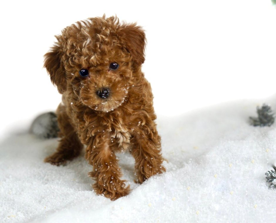 Пудель Кавапу