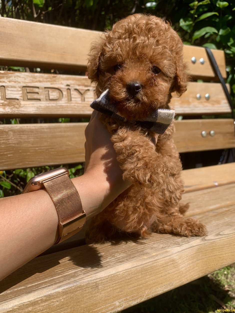 Мальтипу ред Браун