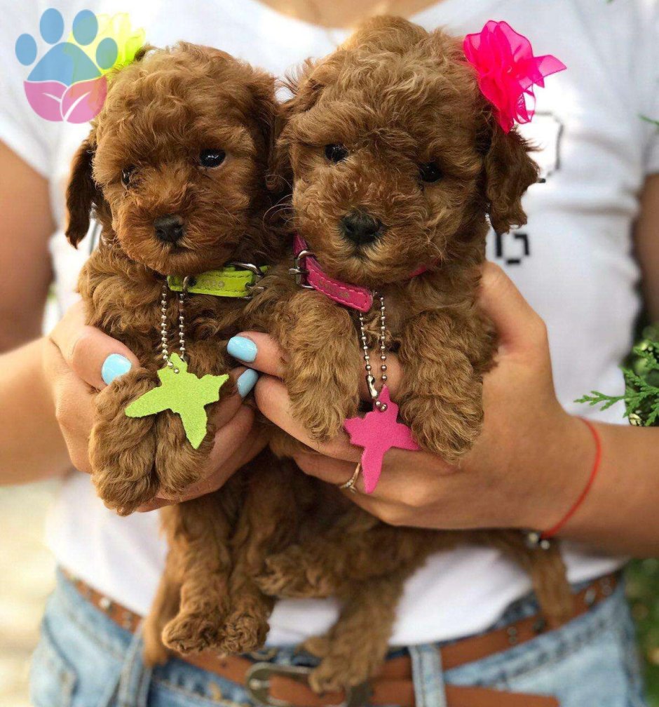 Тедди пудель мальтипу