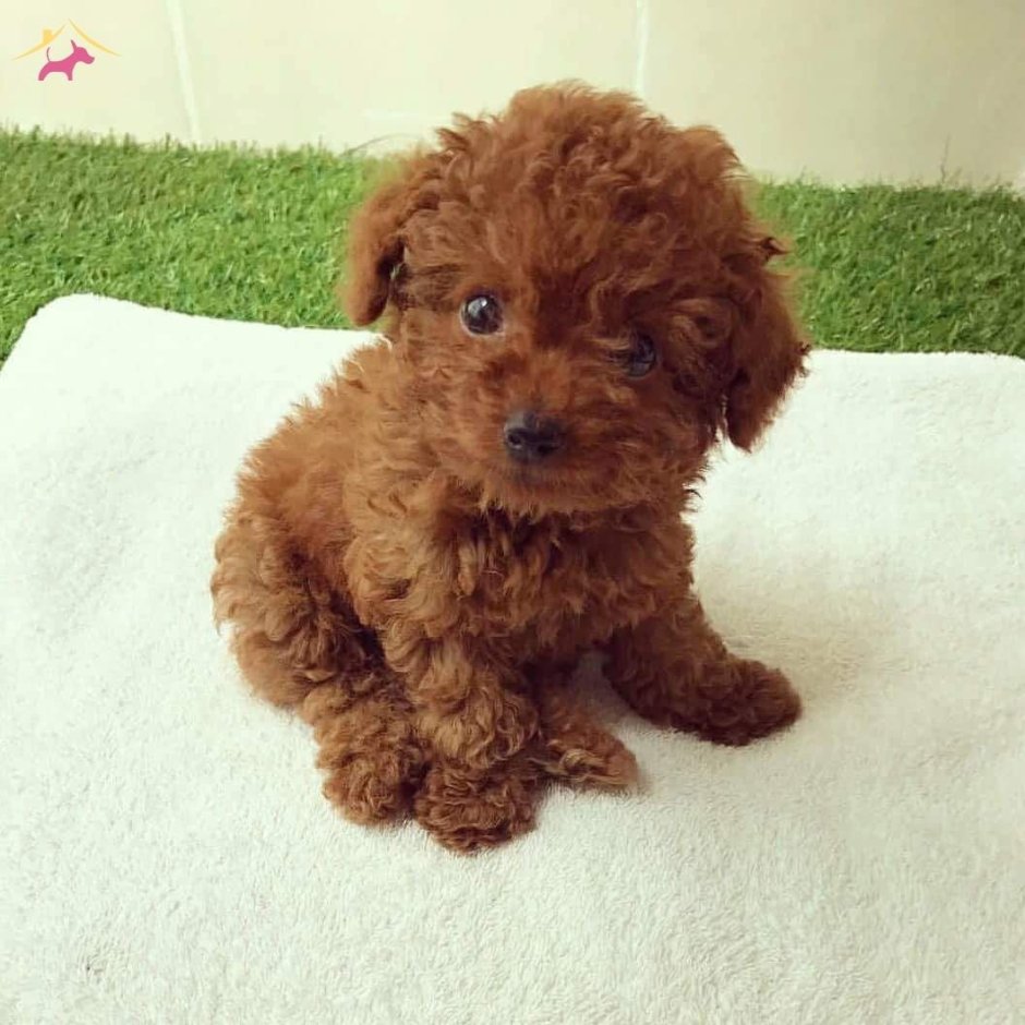 Мальтипу терьер