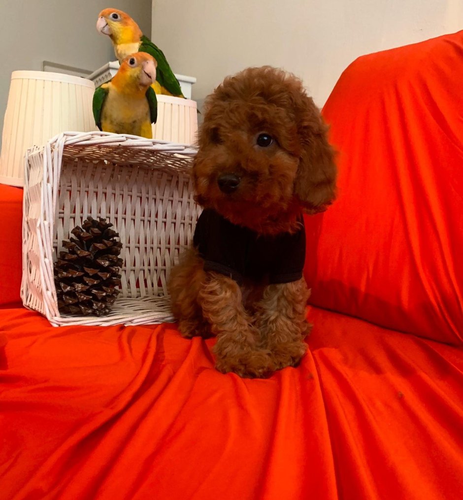 Французский пудель карликовый