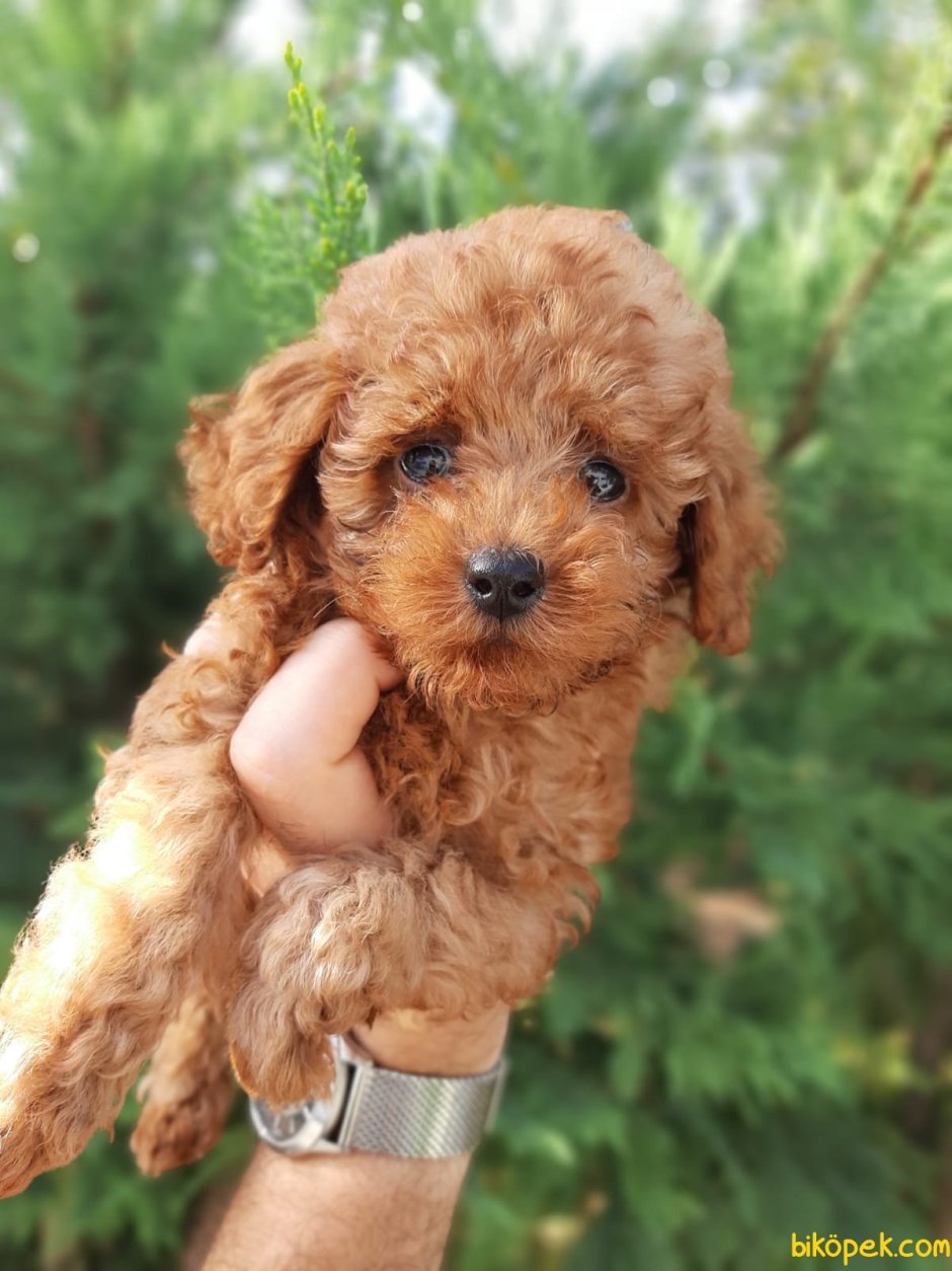 Пудель окрас ред Браун