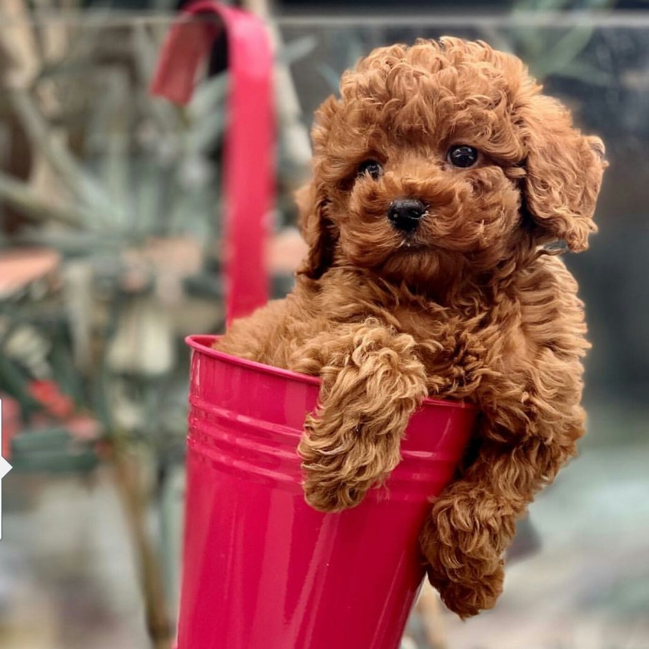 Мальтипу Браун