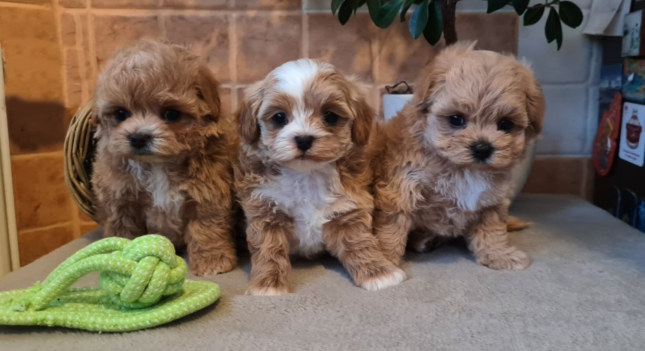 Пудель мальтипу