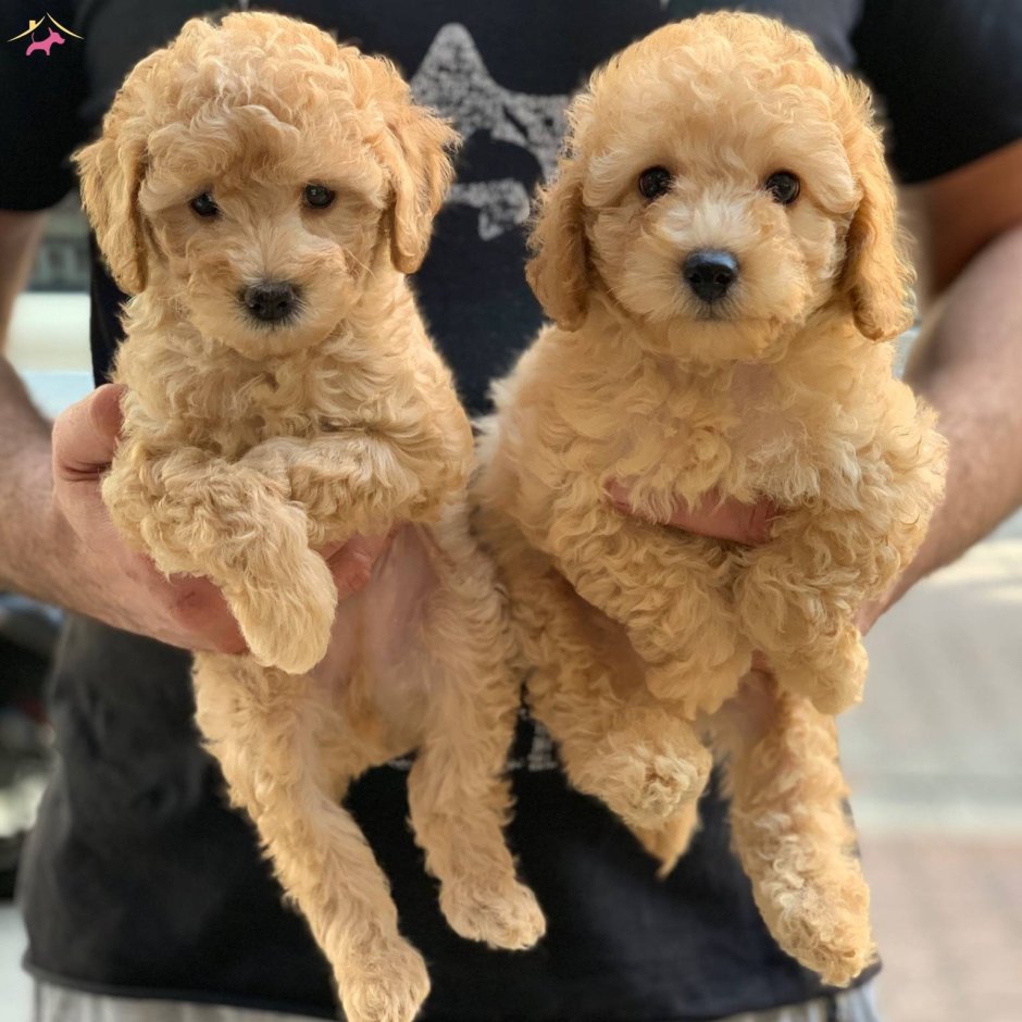 Той пудель мальтипу