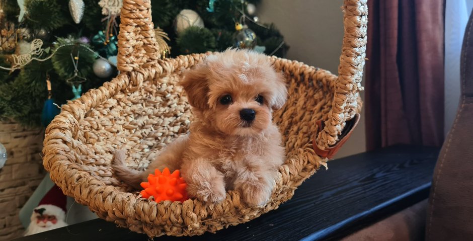 Мальтипу ф1 гипоаллергенная