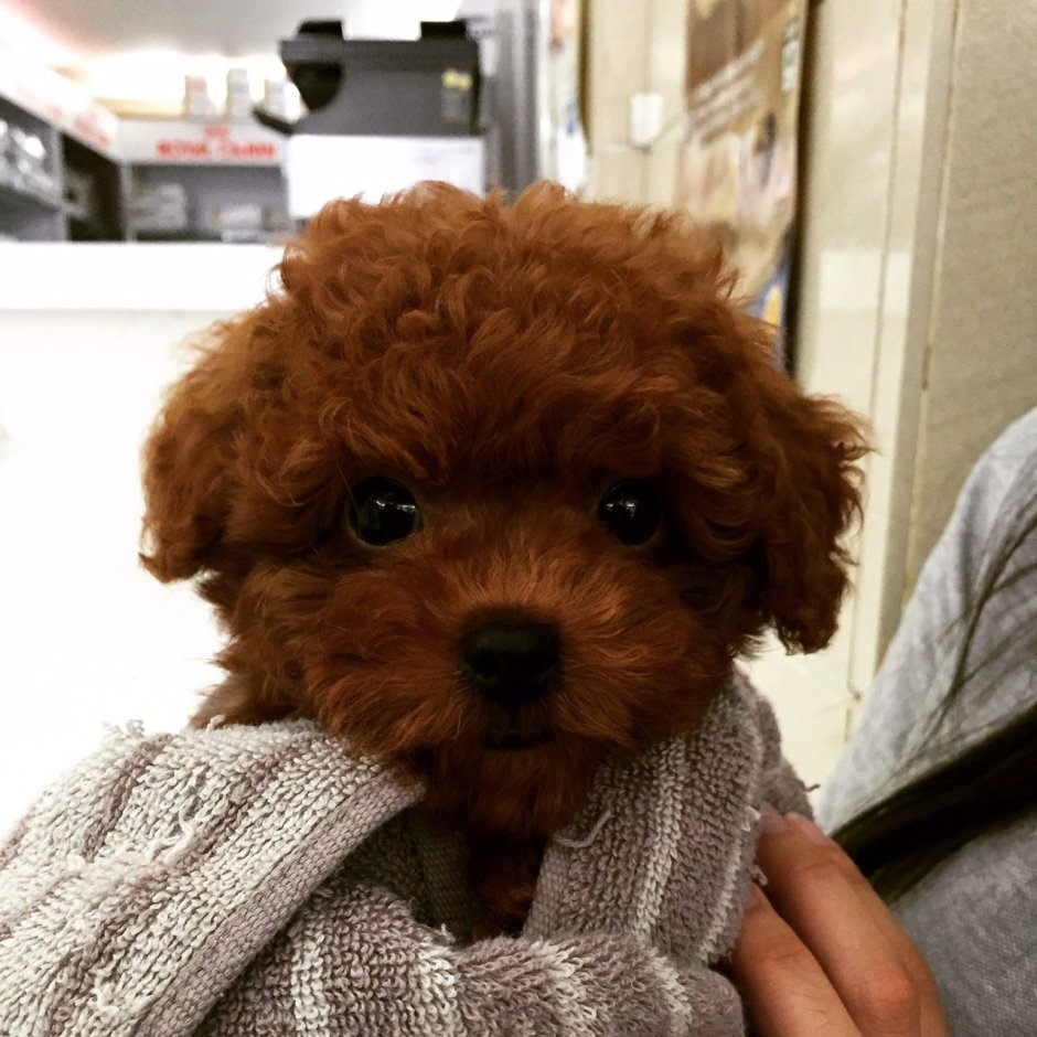 Мальтипу ф2 взрослая