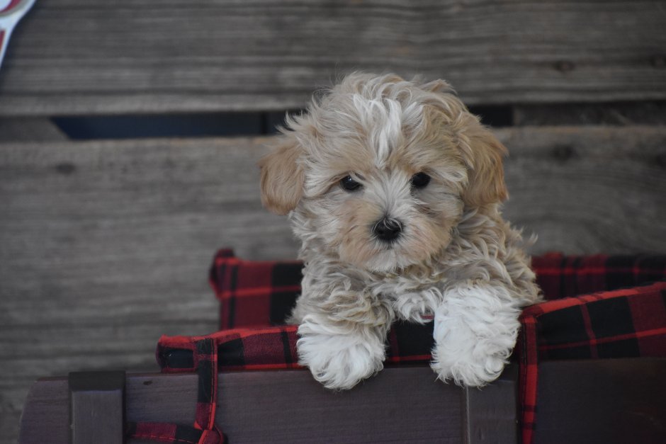 Мальтипу мини