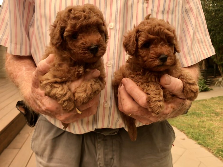 Пудель мальтипу