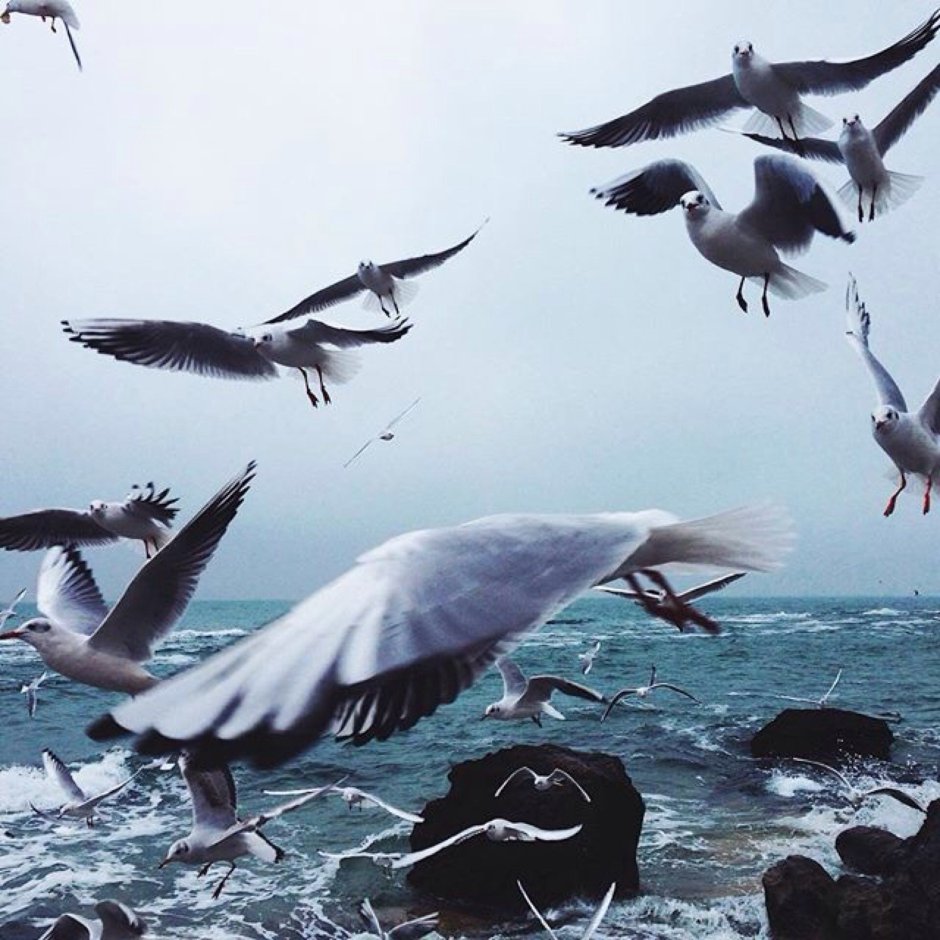 Фотосессия с чайками на море